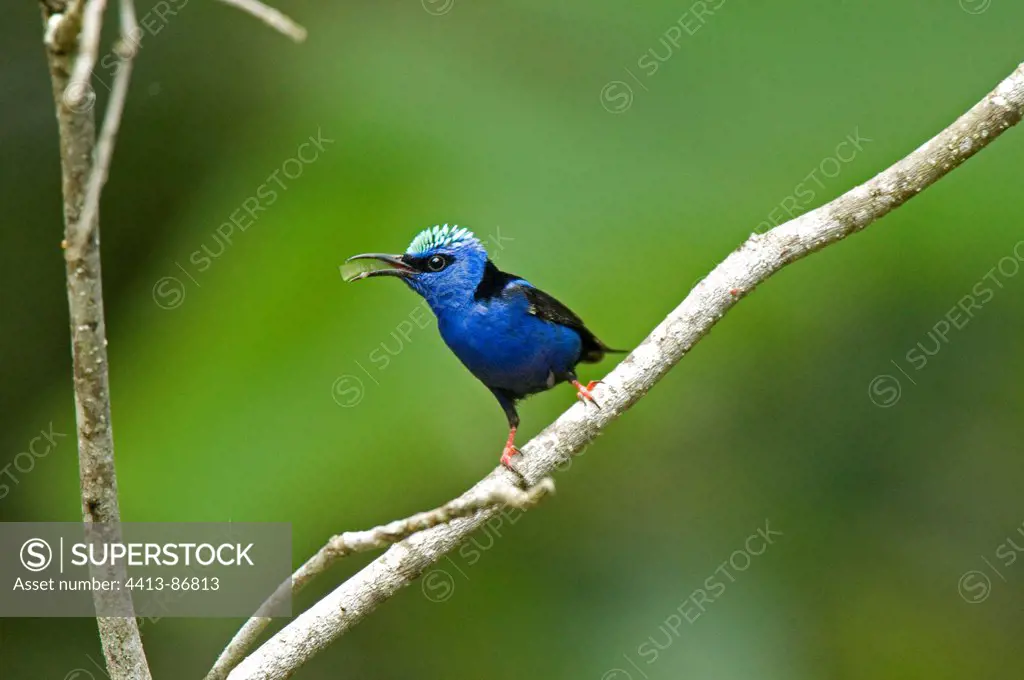 Red-legged Honeycreeper Arenal Volcano in Costa Rica