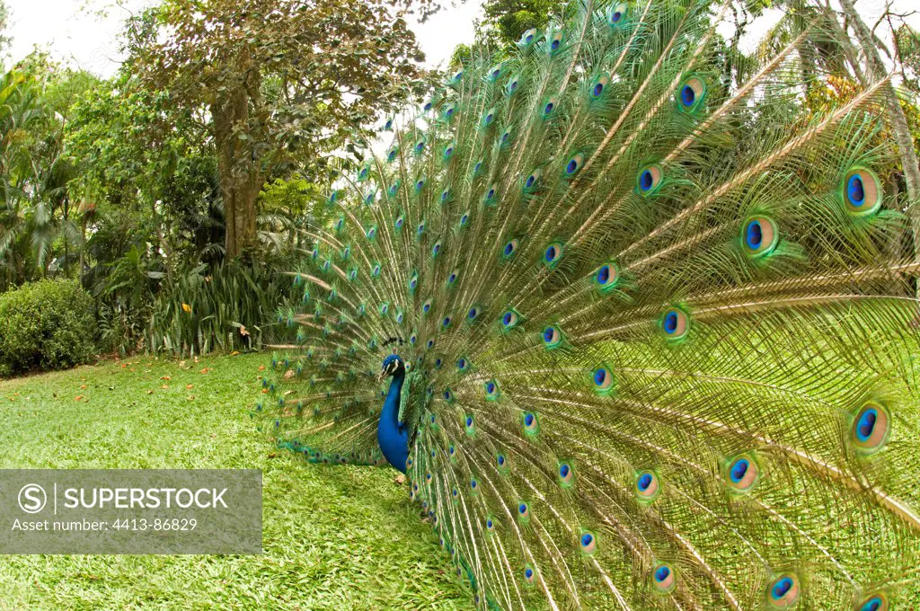 Indian Peafowl male in a courtship Costa Rica