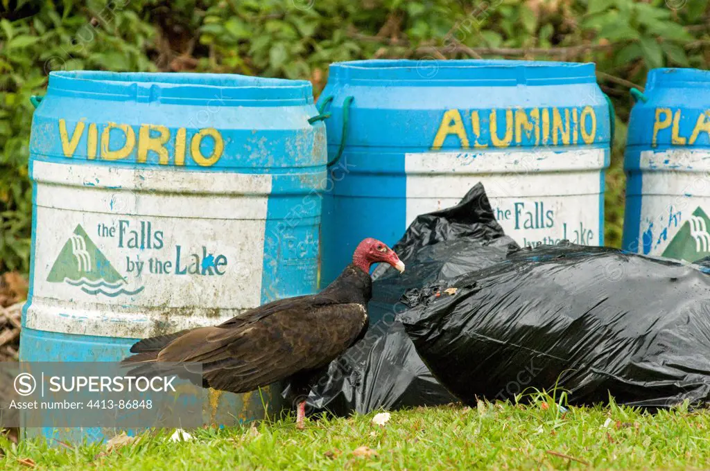 Turkey Vulture Cartago provine Costa Rica