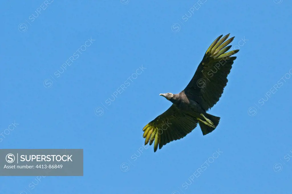 Turkey Vulture flyign in blue sky Costa Rica