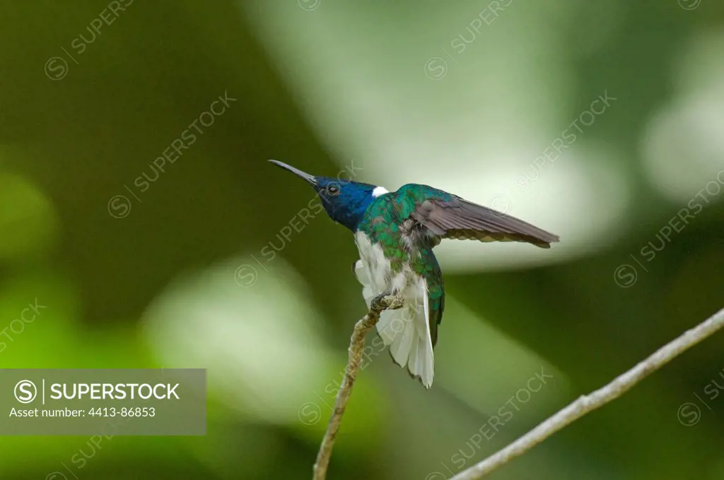 White-necked Jacobin male is stretching his wing Costa Rica