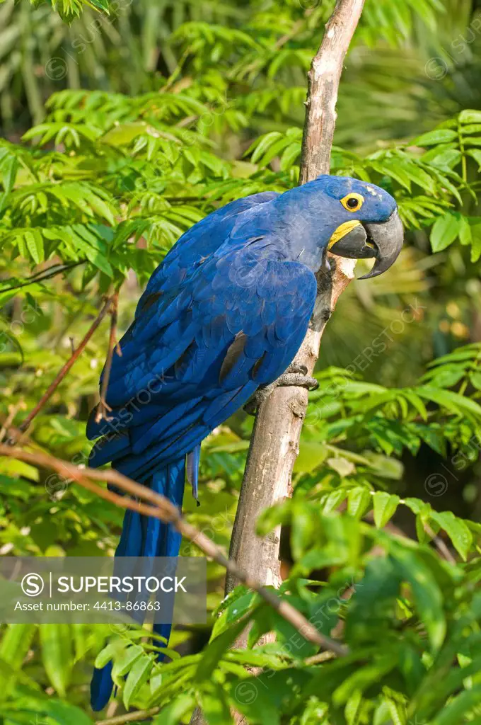 Hyacinth Macaw in Park of Birds Villars-les-Dombes Ain