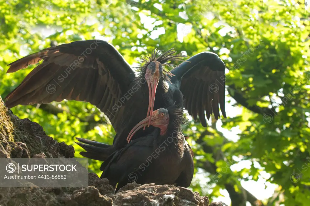 Northern Bald Ibis mating Park of Birds Villars-les-Dombes