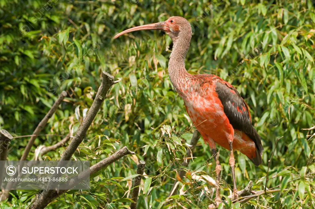 Scarlet Ibis in Park of Birds Villars-les-Dombes Ain