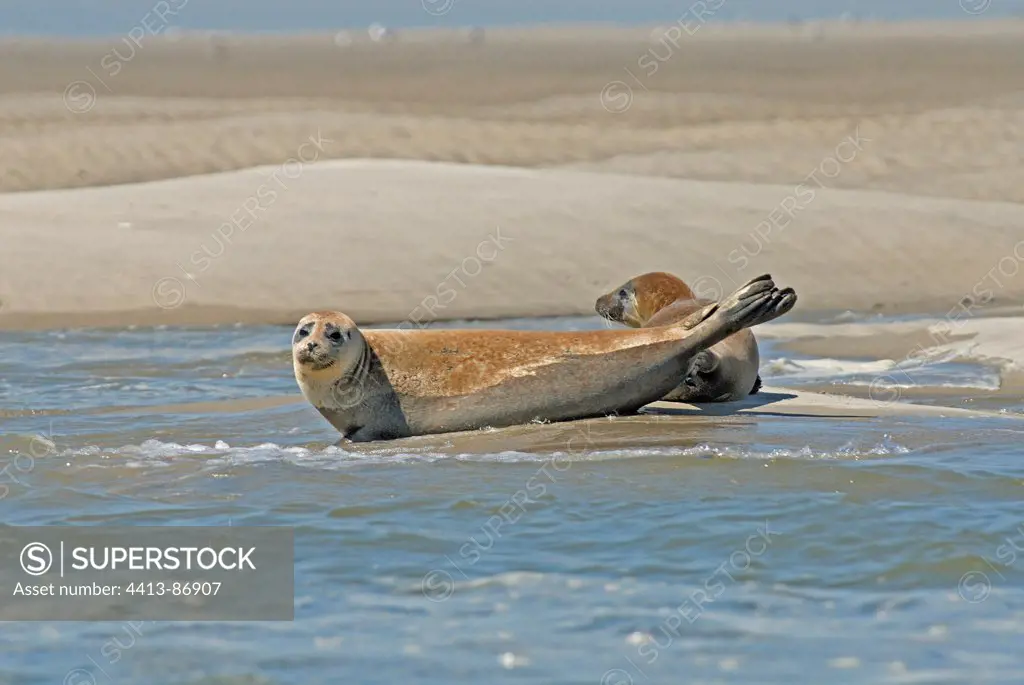Harbour Seal in Somme bay France