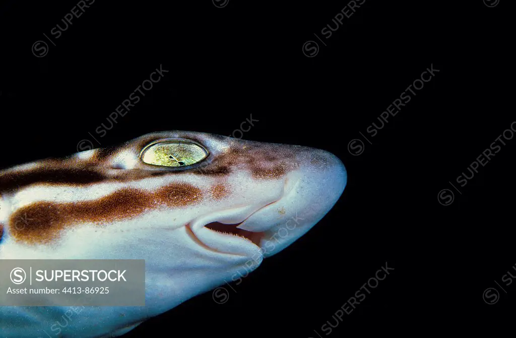 Close up on the head and on the Australian Marbled Catshark