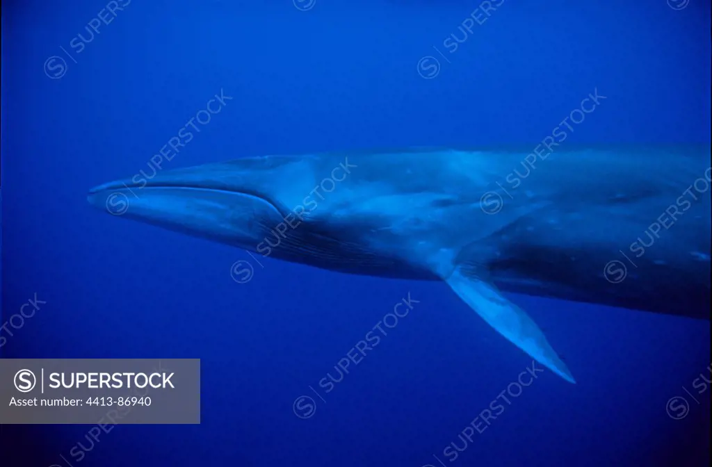 Sei Whale is swimming below the surface Pico island Azores