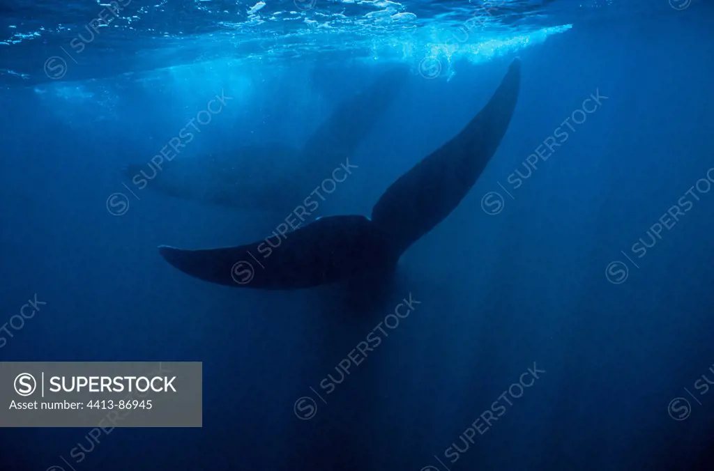 Two flukes of Southern Right Whale put together Argentina