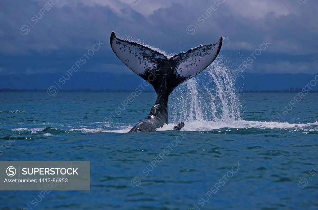 Humpback whale tail slapping upside down Madagascar