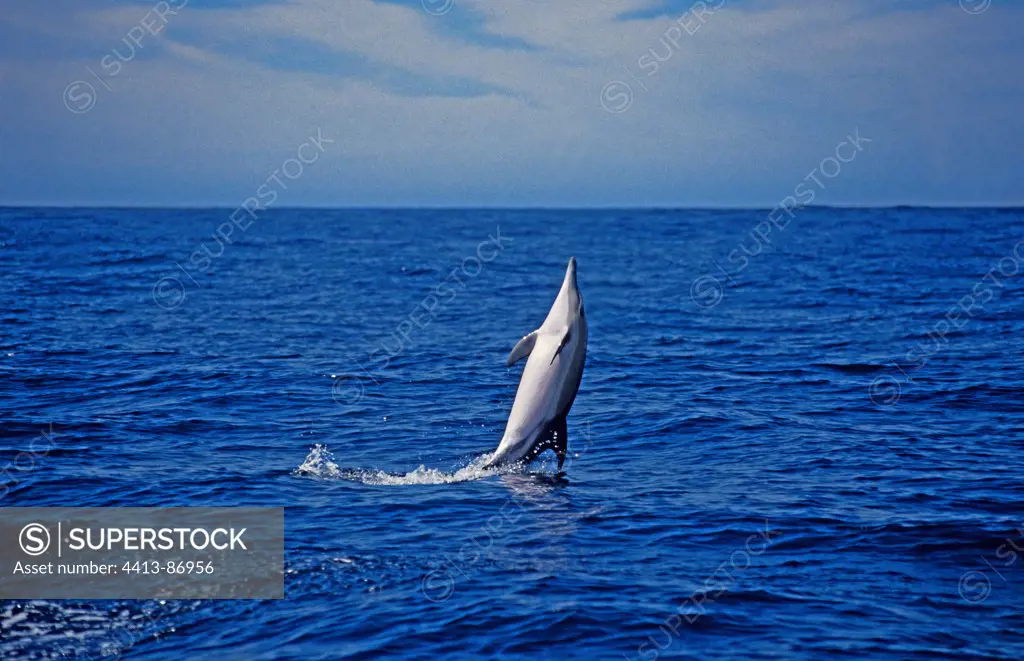Short-beaked Common Dolphin is swimming verticaly
