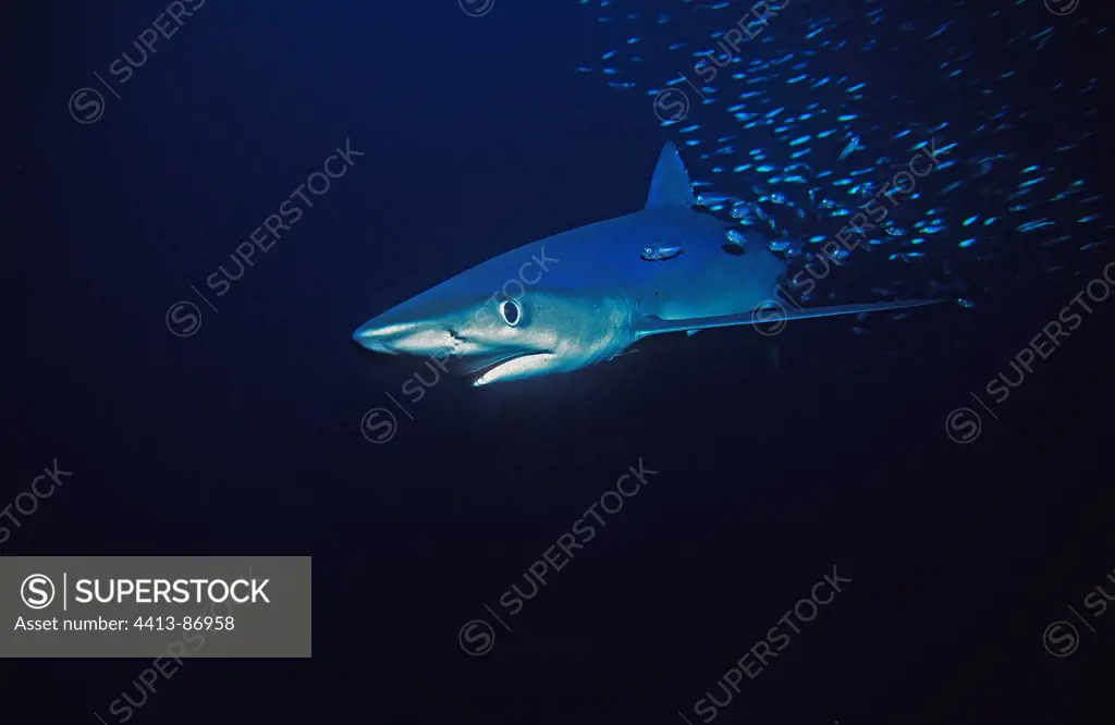 Blue Shark swimming with sardines Channel Islands USA