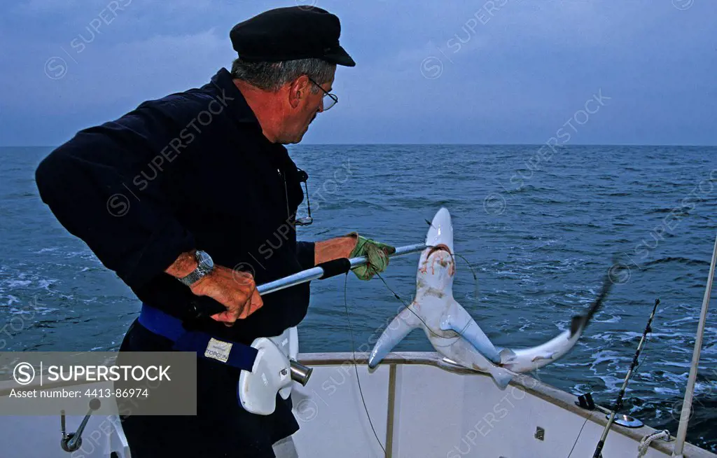 Blue Shark caught by a fisherman Ré Island France