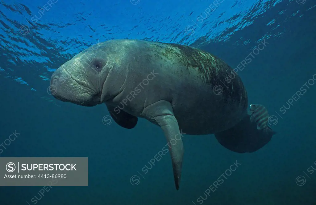 West Indian Manatee below the surface with a cleaner fish