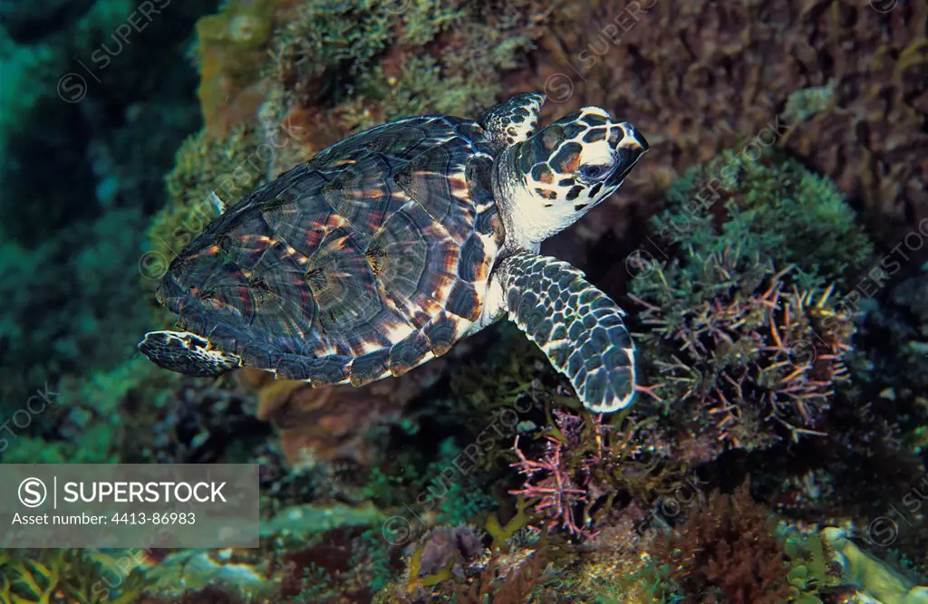 Hawksbill Turtle juvenile swimming Martinique France