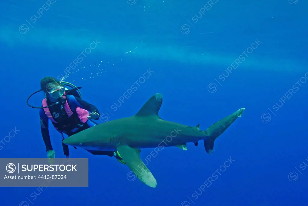 Oceanic Whitetip Shark with with a scuba diver Red Sea Egypt