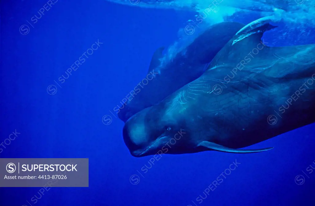Short-finned Pilot Whale male protects his group Tenerife