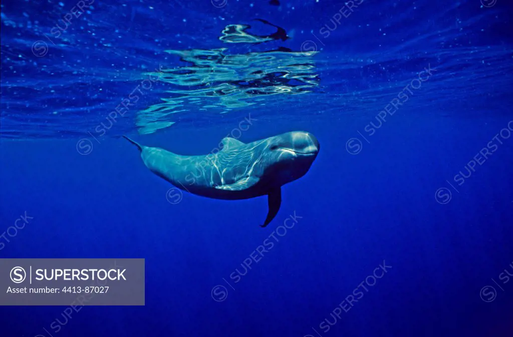 Short-finned Pilot Whale a pilot whale is swimming Tenerife