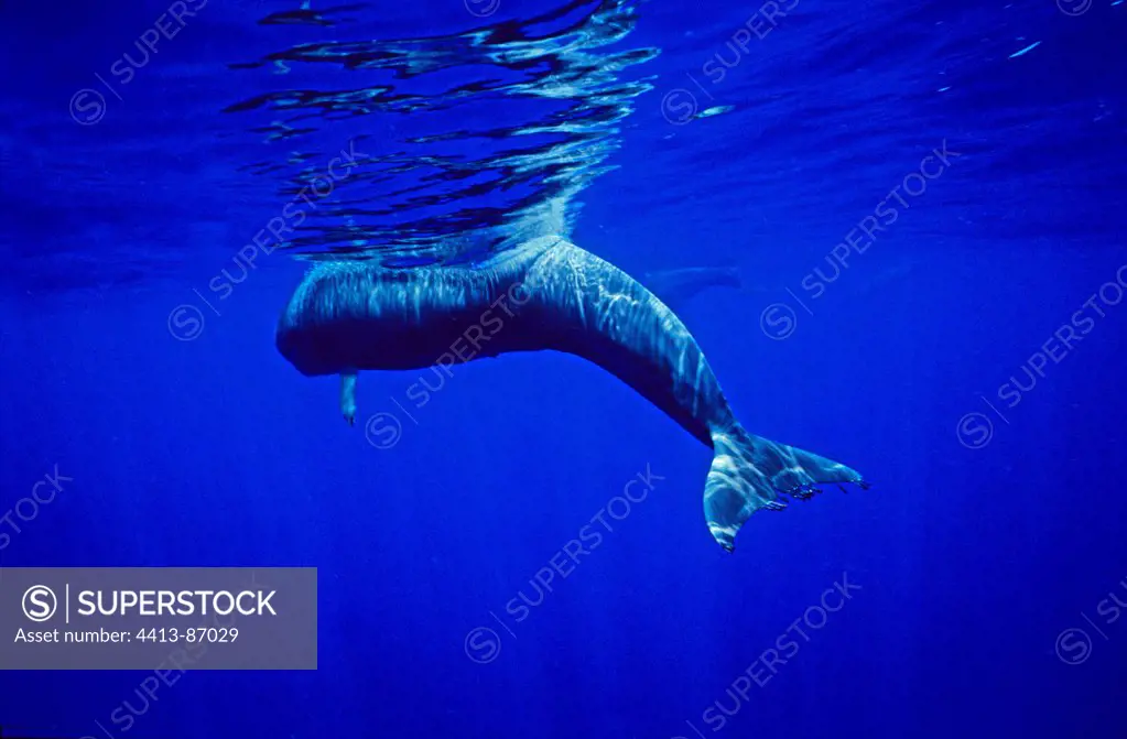 Short-finned Pilot Whale is swimming below the wavesTenerife