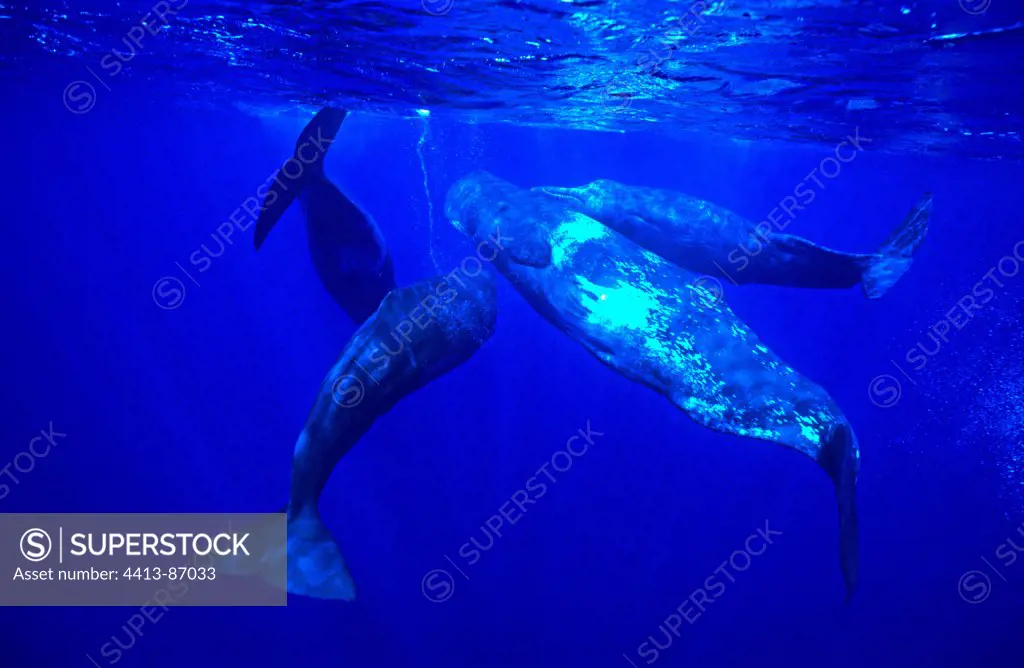 Group of females Sperm Whale socializing Azores