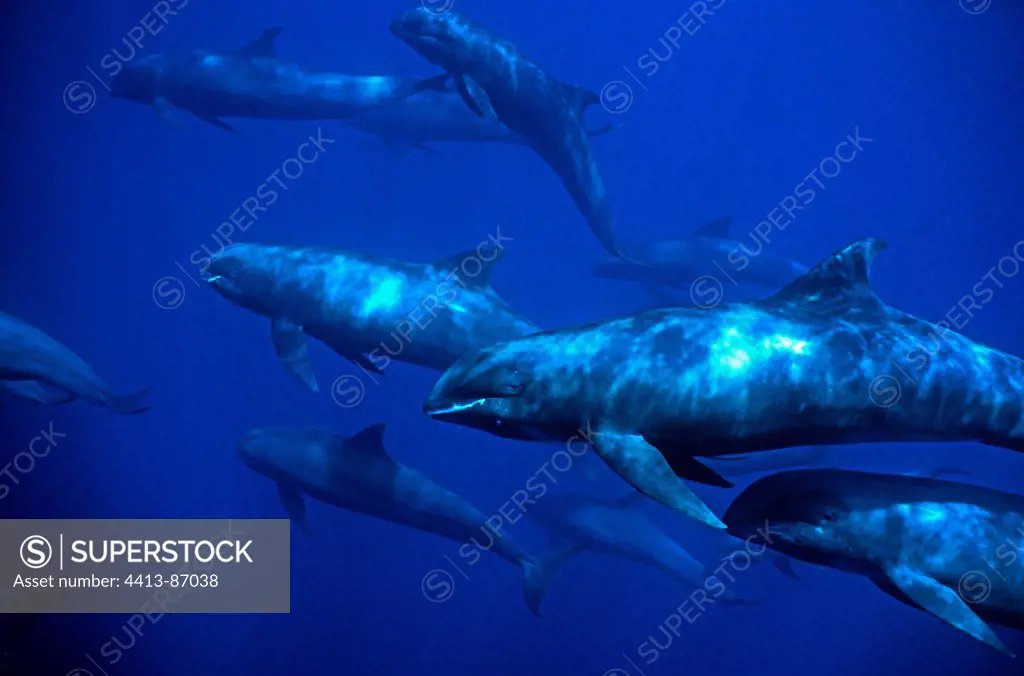 A tight group of Melon-headed Whale Marquises Archipelago