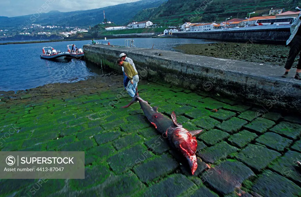 Basking Shark accidentally caught by a drifting net Azores