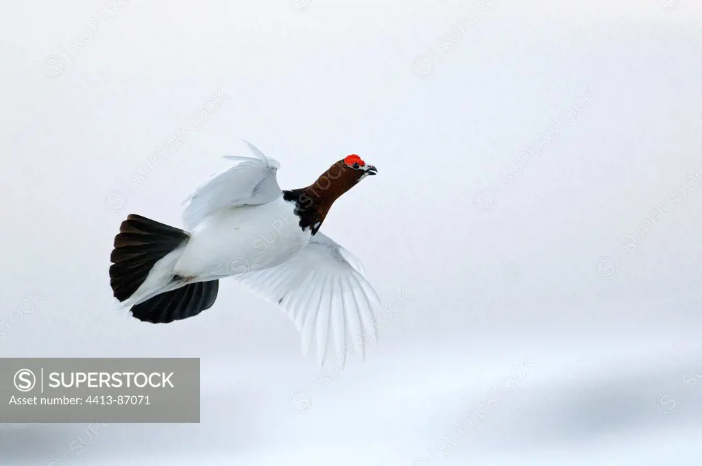 Male Red Grouse in courtship behaviour flight Norway