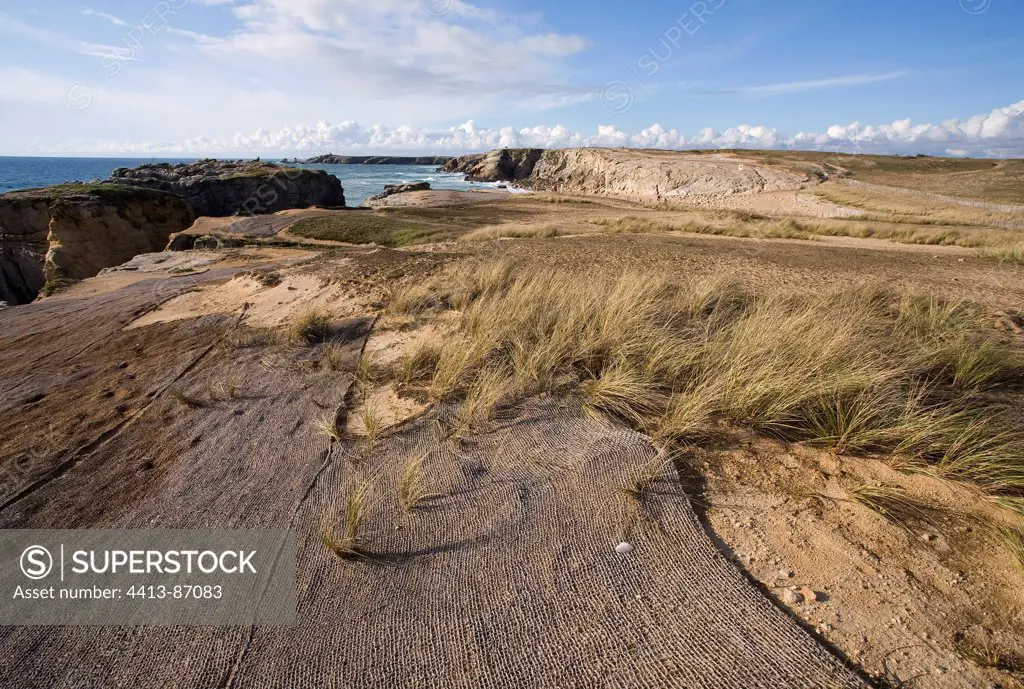Landscape restauration on the wild coast Quiberon Morbihan