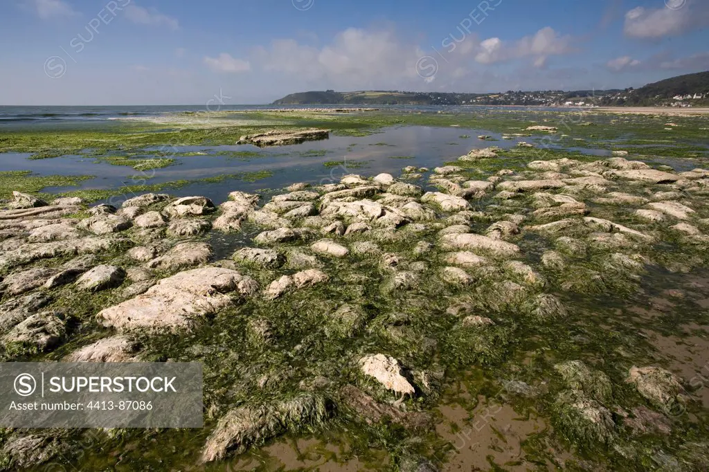 Green tide on the Brittany northern coast St Michel en Greve