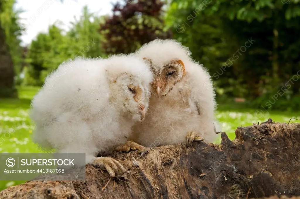 Two baby Barn Owl Somme bay France
