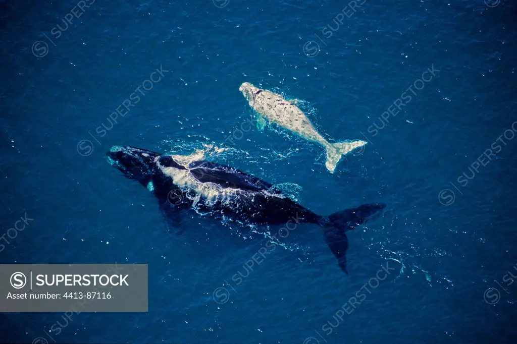 Southern Right Whale mother and white calf Valdes Peninsula