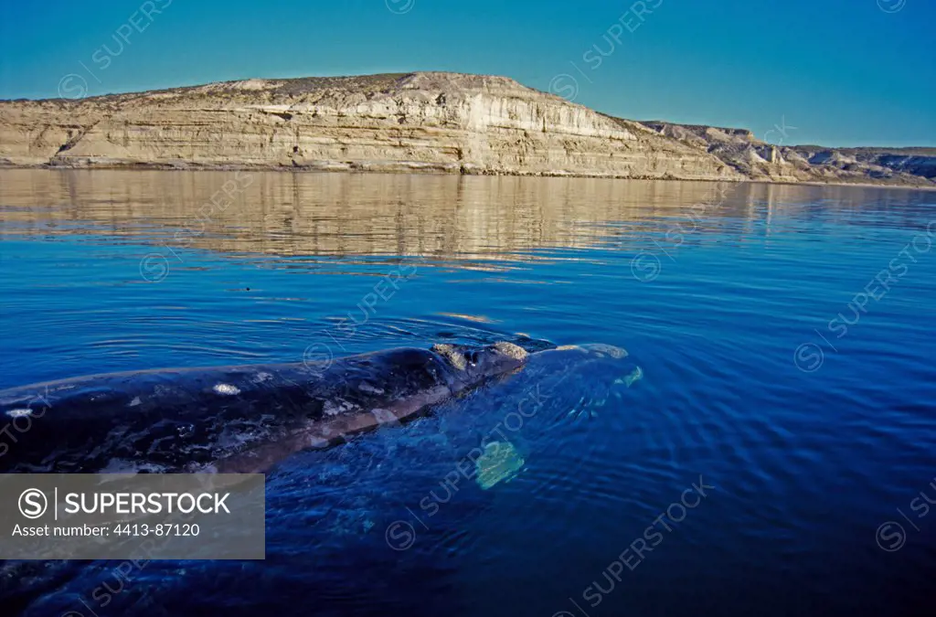 Southern Right Whale swimming below the surface Argentina