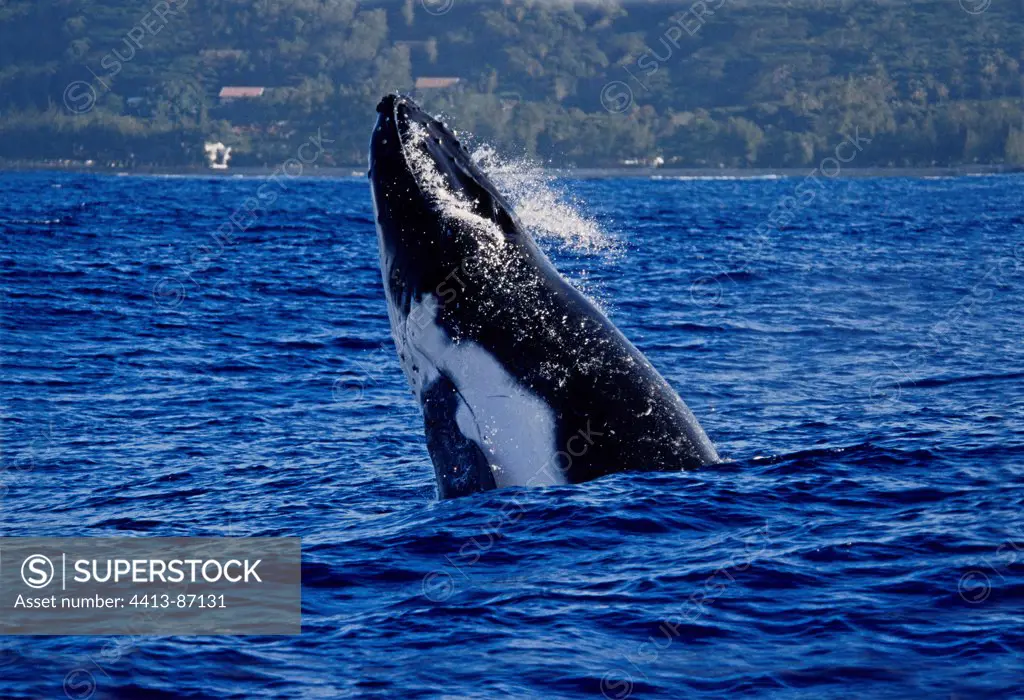 Humpback whale is is breaching forward Polynesia