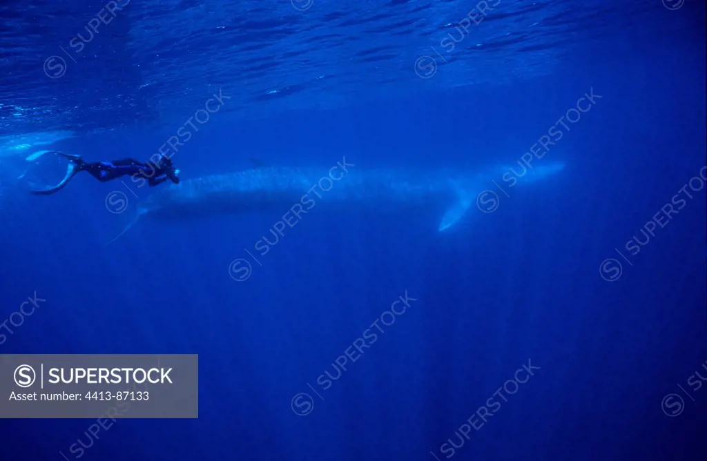 Fin Whale is swimming below the surface with a diver Azores