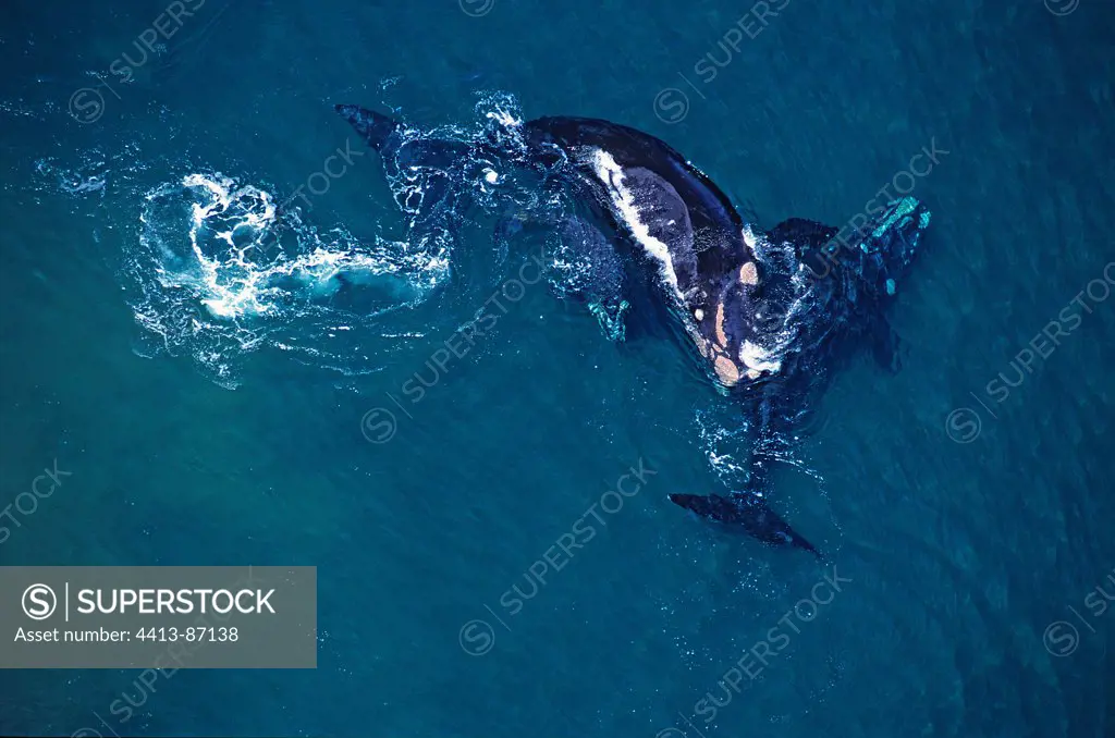 Southern Right Whale a calf and a male Vales peninsula