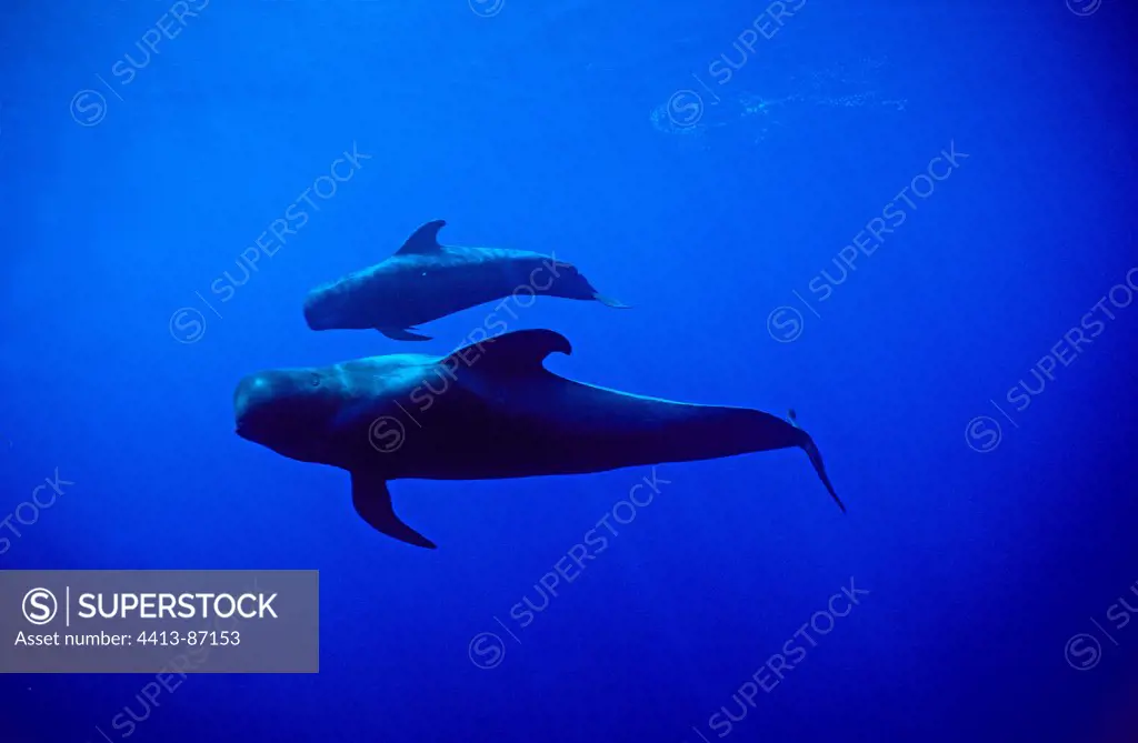 A mother Short-finned Pilot Whale and her calf Tenerife