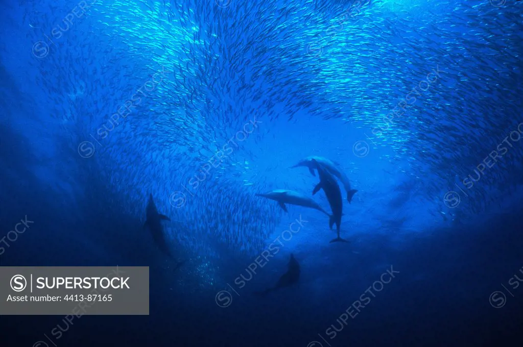 Long-beaked Common Dolphin hunting during ""Sardine Run""