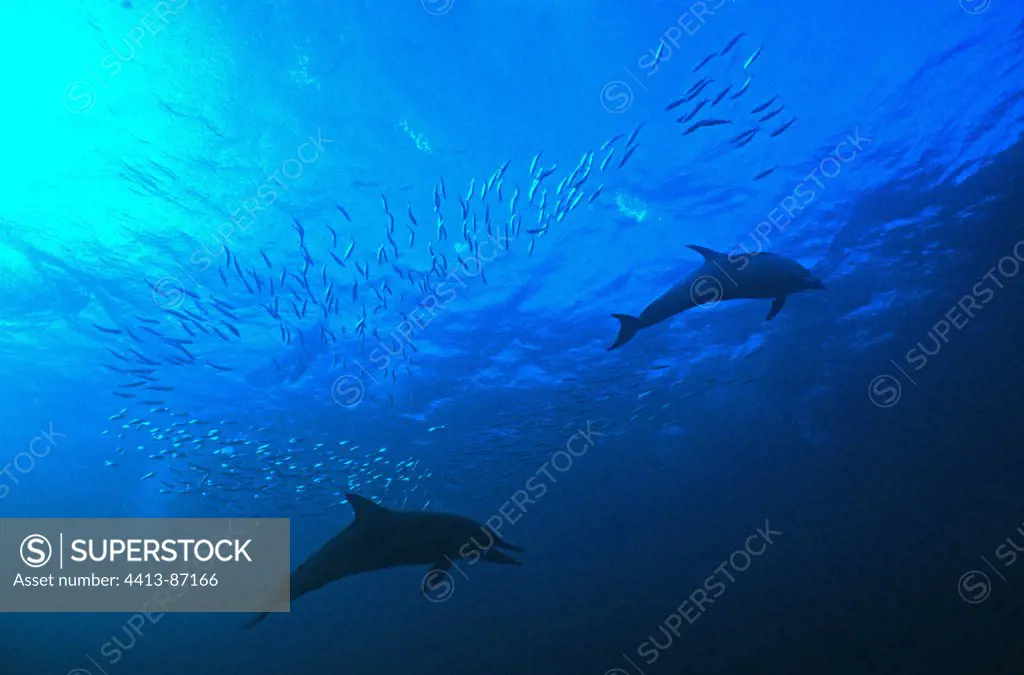 Long-beaked Common Dolphin hunting during ""Sardine Run""