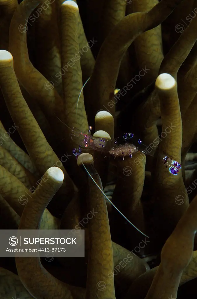 Shrimp on a sea anemon Indonesia Indian Ocean