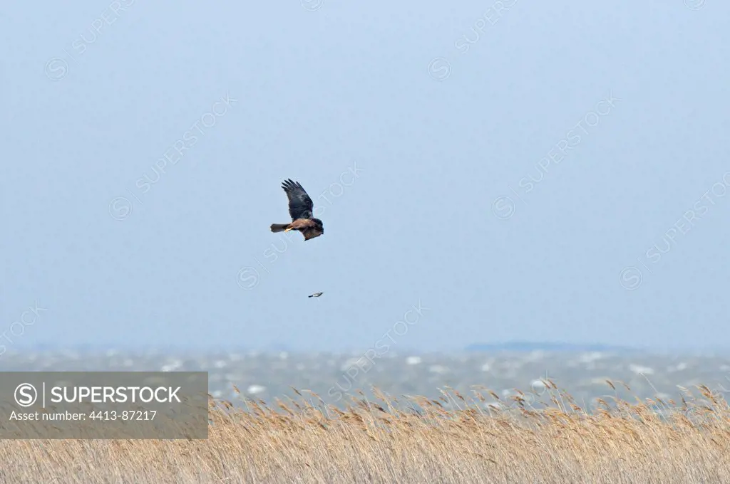 Western Marsh-harrier hunting a small bird over the reeds