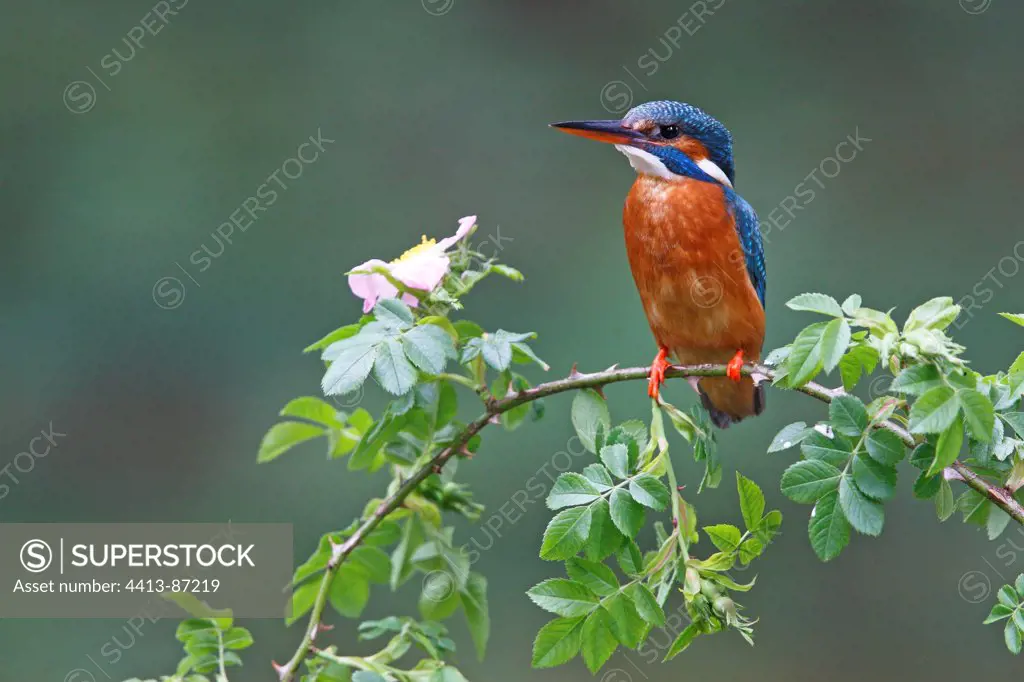 Female Kingfisher standing on a branch of hawthorn GB