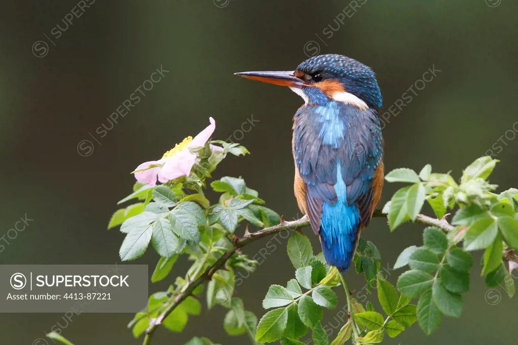 Female Kingfisher standing on a branch of hawthorn GB