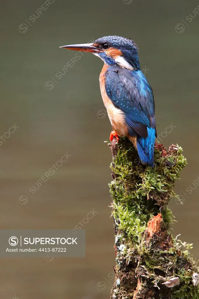 Female Kingfisher standing on a mossy branch GB
