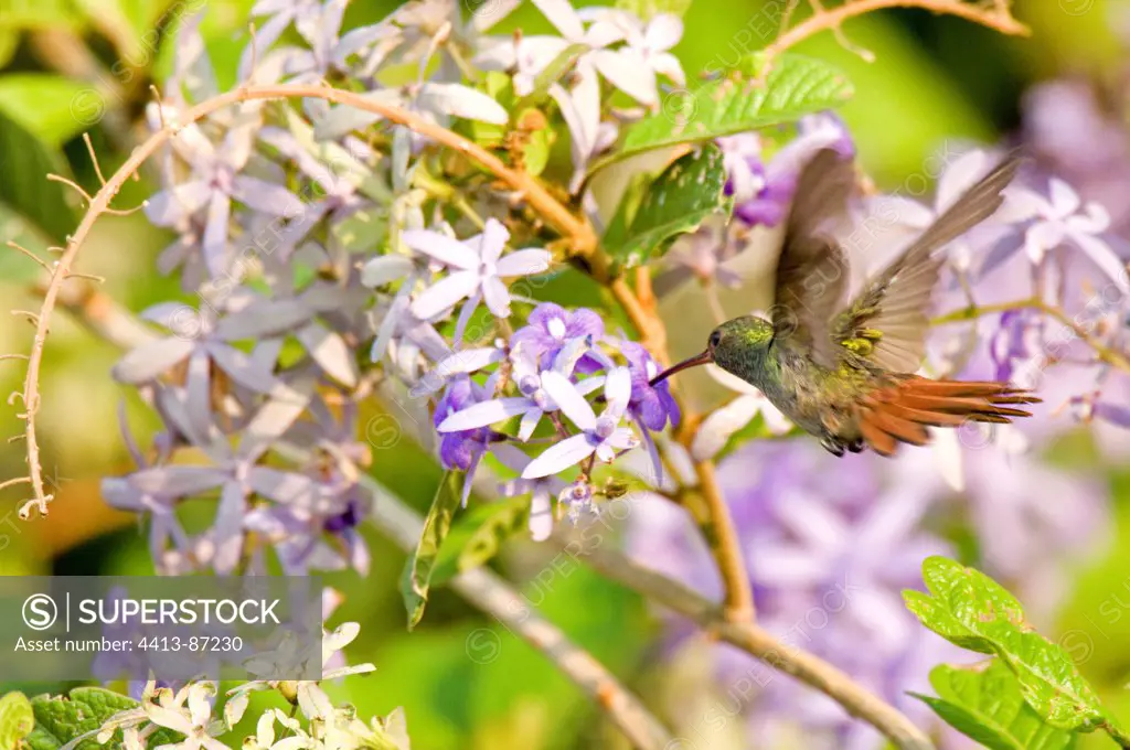 Rufous-tailed Hummingbird Lake Arenal Costa Rica