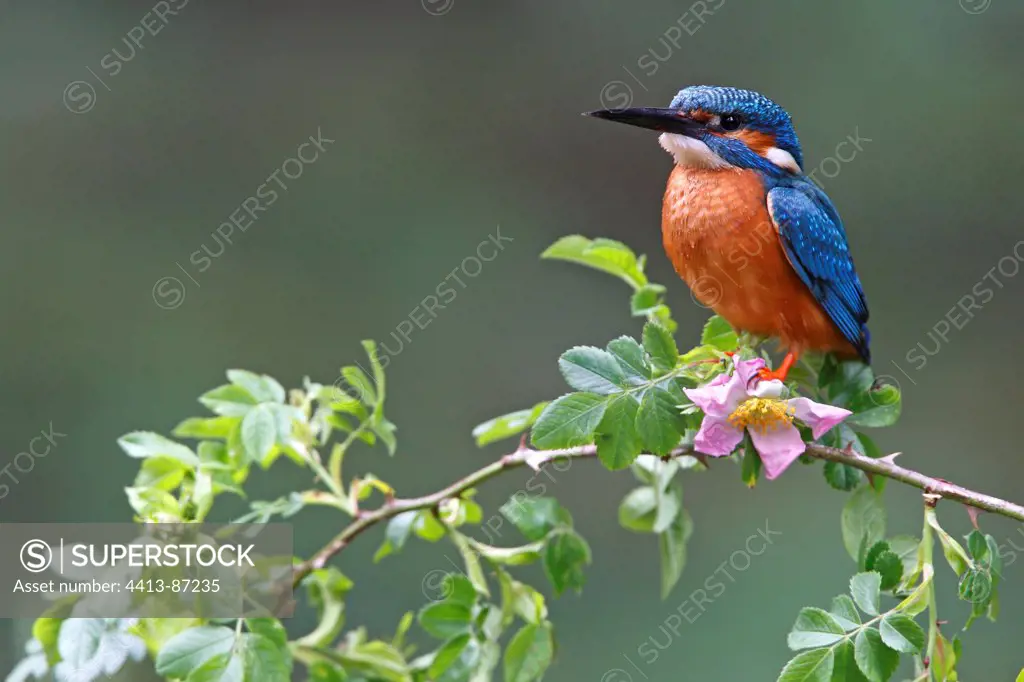 Male Kingfisher standing on a branch of hawthorn GB