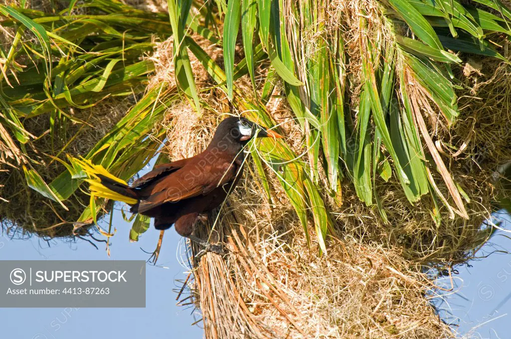 Montezuma Oropendola adult building its nest Cartago State