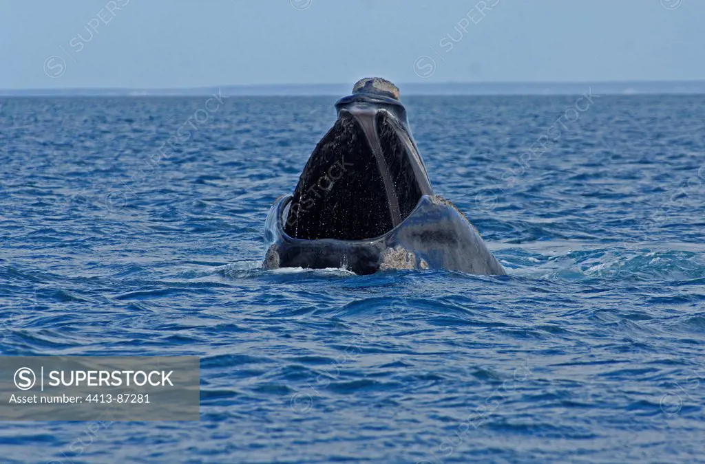 Southern Right Whale mouth wide open, Showing her baleens