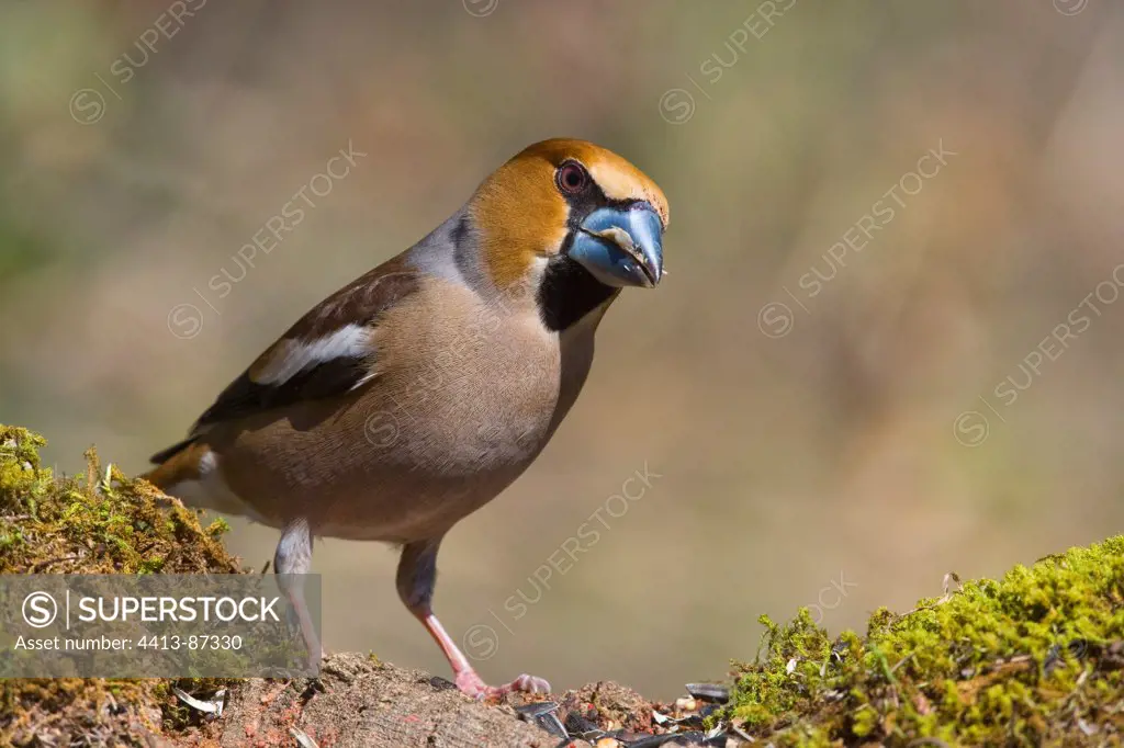 Hawfinch holding a twig in its beak Jaen Andalusia