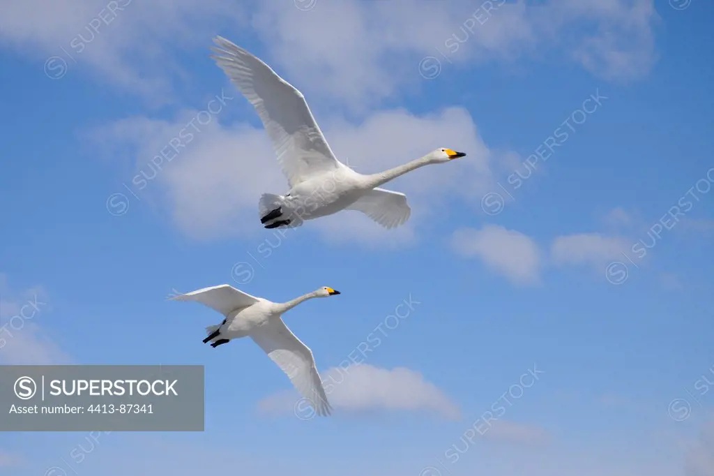 Whooper Swans in gliding flight Japan