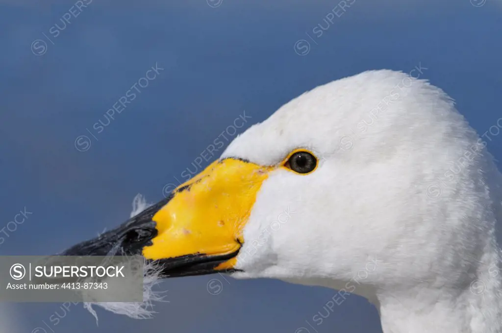 Head of a Whooper Swan Japan