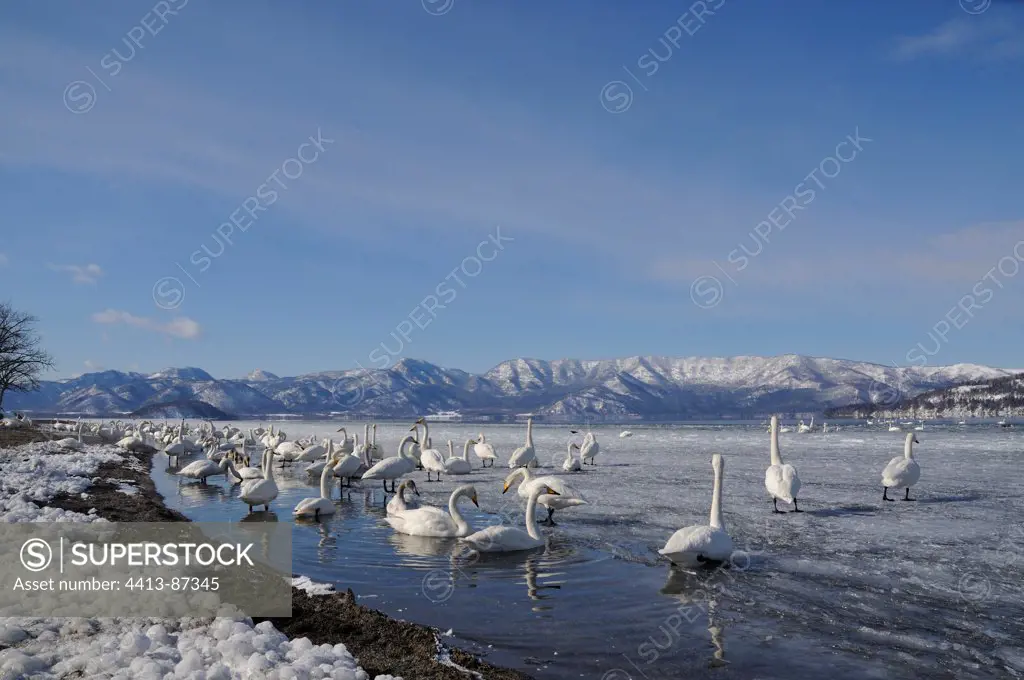 Colony of Whooper Swans on a frozen lake Japan
